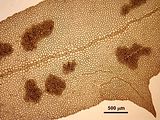 7 - Sori di tetrasporocisti nella zona marginale della lamina.